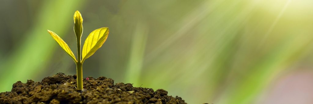 LaehNamuh Eisen Shim BooksCollege 북스칼리지 라에나무 허벌리스트 파이토테라피스트 파이토디자인 녹색의학 파이토테라피 뉴질랜드 아이즌심 아이즌의북스칼리지 